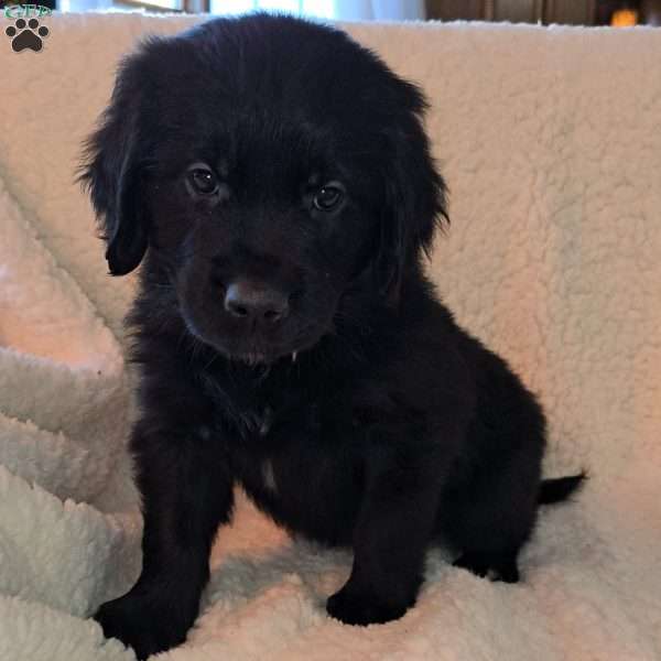 Claire, Golden Newfie Puppy