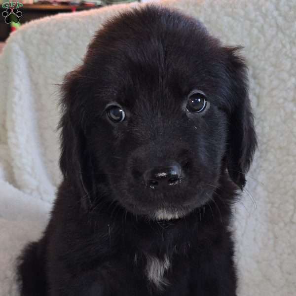 Ralphie, Golden Newfie Puppy