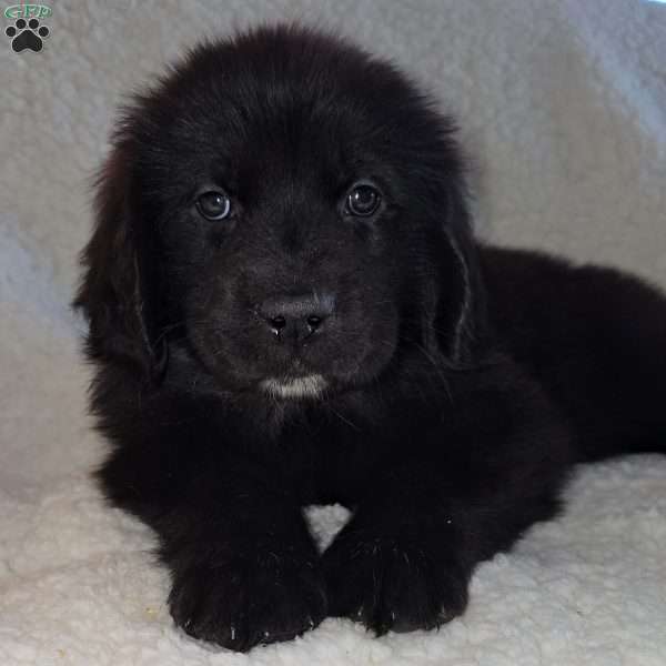 Stella, Golden Newfie Puppy