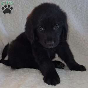 Bernard, Golden Newfie Puppy