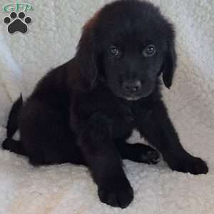 Bernard, Golden Newfie Puppy