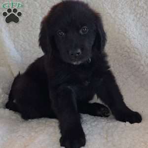 Bernard, Golden Newfie Puppy