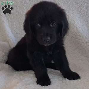 Bernard, Golden Newfie Puppy