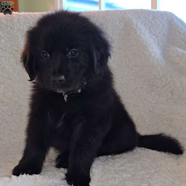 ZuZu, Golden Newfie Puppy