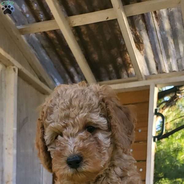 Breeze, Miniature Poodle Puppy