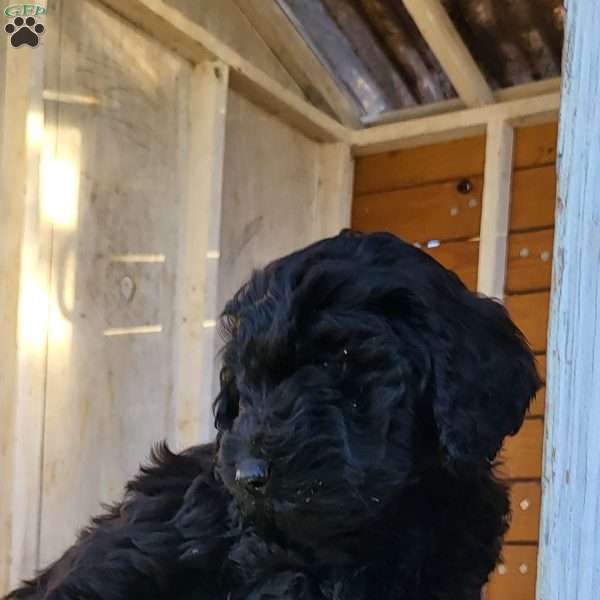 Thunder, Miniature Poodle Puppy