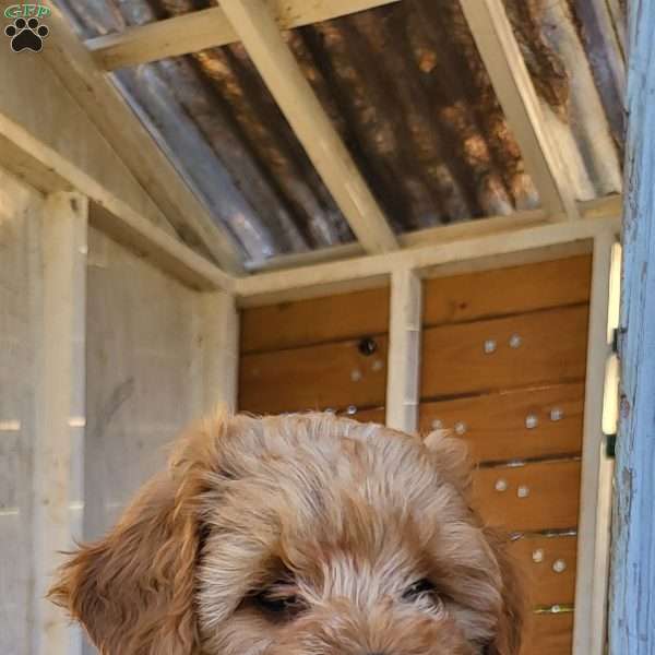 Autumn, Miniature Poodle Puppy