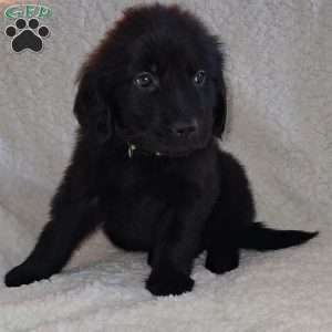 Clark, Golden Newfie Puppy