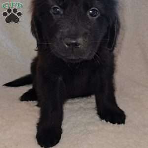 Clark, Golden Newfie Puppy