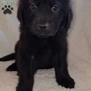 Clark, Golden Newfie Puppy