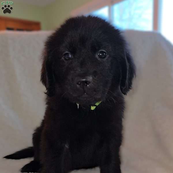 Clark, Golden Newfie Puppy