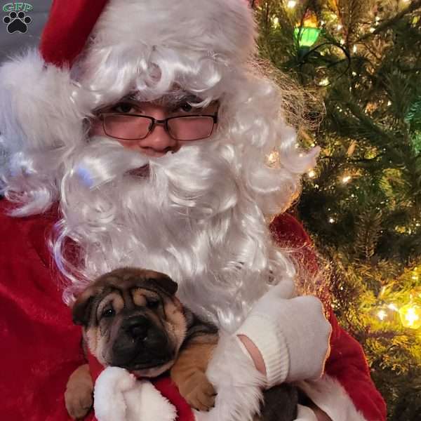 Holly, Shar Pei Puppy