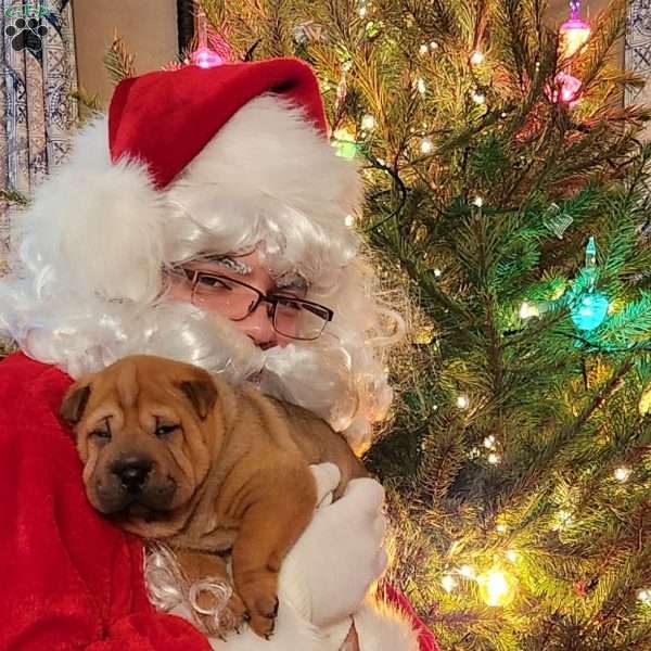 Buddy, Shar Pei Puppy