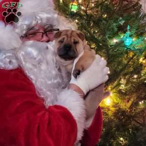 Ralphie, Shar Pei Puppy