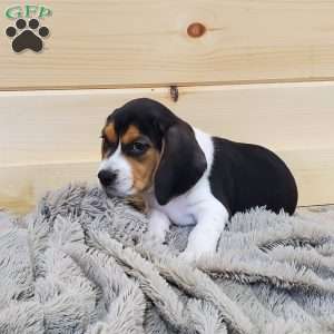 Samson, Beagle Puppy