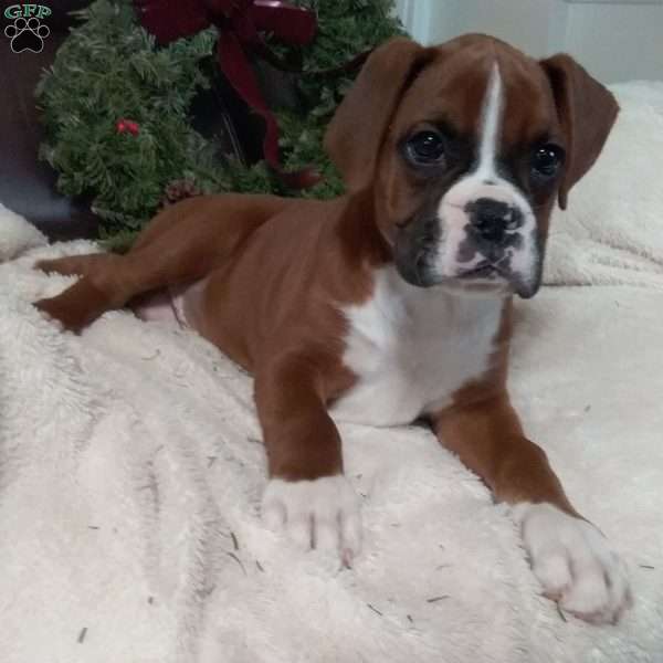 Dasher, Boxer Puppy