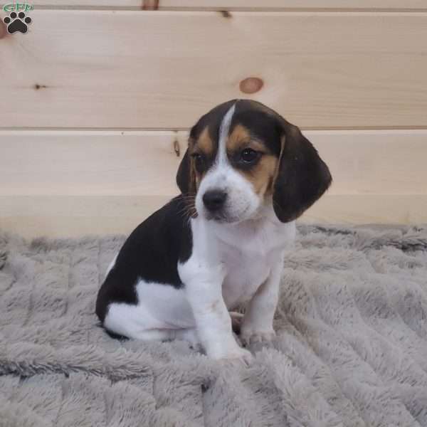 Sophie, Beagle Puppy