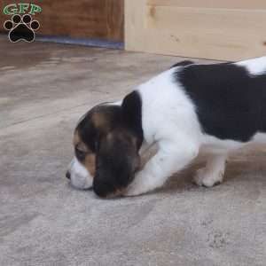 Sophie, Beagle Puppy