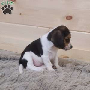Sophie, Beagle Puppy