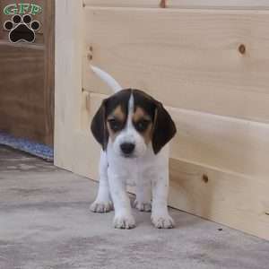 Sophie, Beagle Puppy