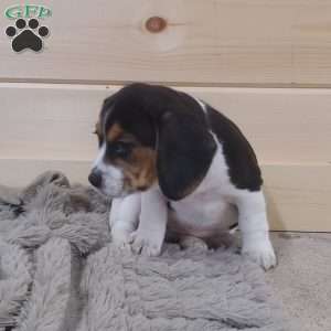 Sage, Beagle Puppy