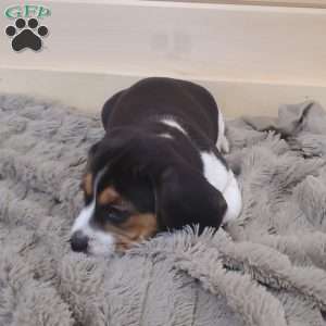 Sage, Beagle Puppy