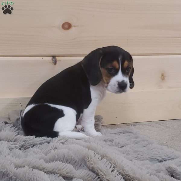 Sage, Beagle Puppy