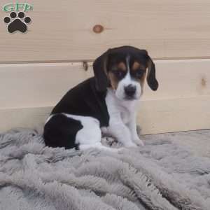 Sage, Beagle Puppy