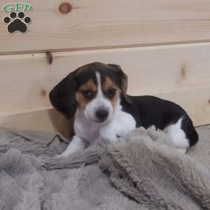 Stella, Beagle Puppy