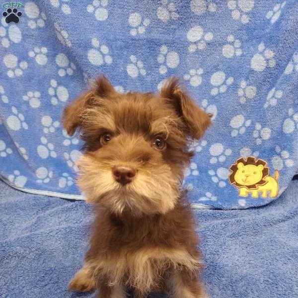 Hershey, Miniature Schnauzer Puppy