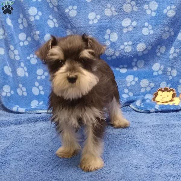 Holly, Miniature Schnauzer Puppy