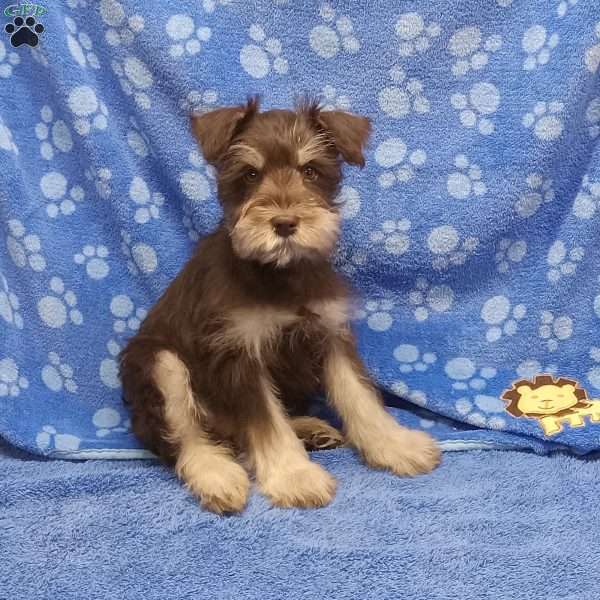 Harley, Miniature Schnauzer Puppy