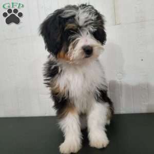 Ginger, Bernedoodle Puppy