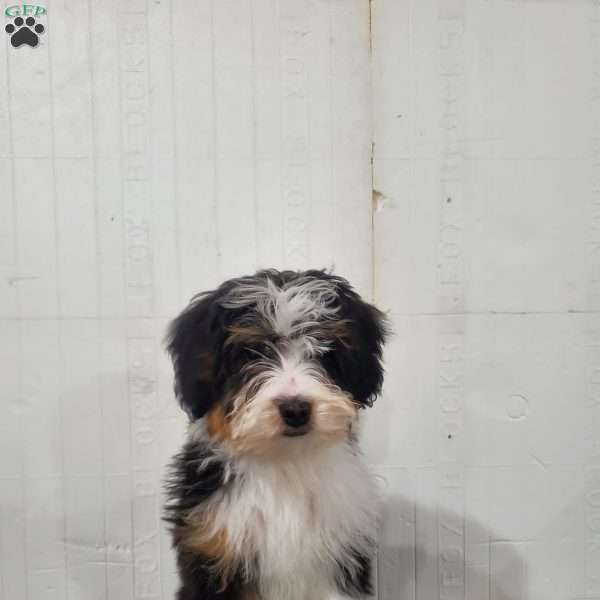 Ginger, Bernedoodle Puppy