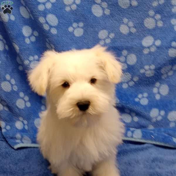 Snowy, Miniature Schnauzer Puppy