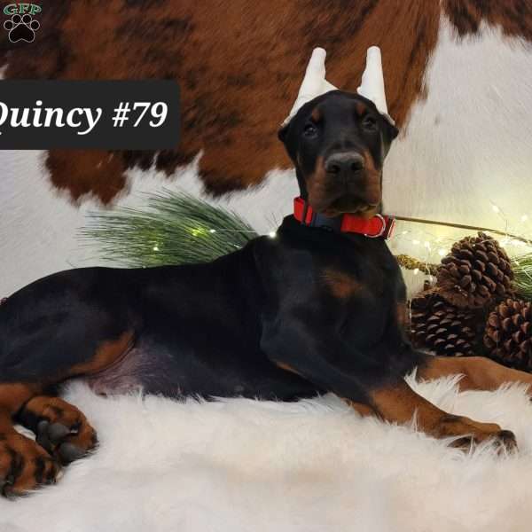 QUINCEY, Doberman Pinscher Puppy