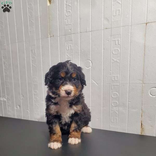 Luna, Bernedoodle Puppy