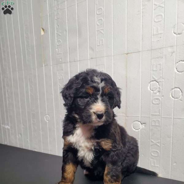 Max, Bernedoodle Puppy