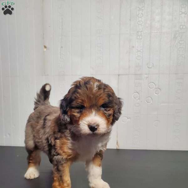 Coco, Bernedoodle Puppy