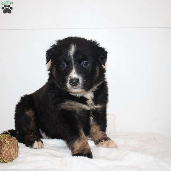 Melody, Australian Shepherd Puppy