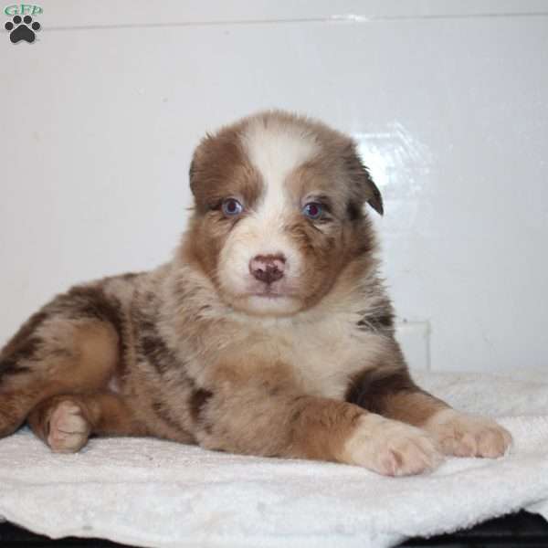 Micah, Australian Shepherd Puppy