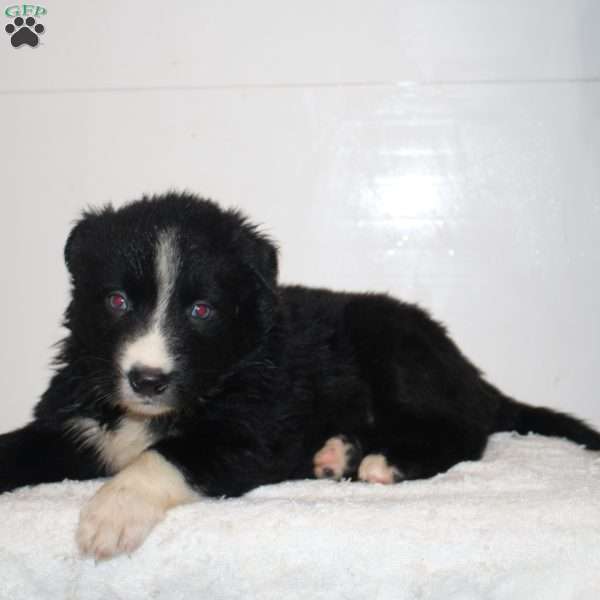 Matthew, Australian Shepherd Puppy