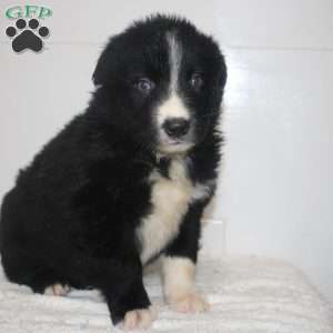 Matthew, Australian Shepherd Puppy