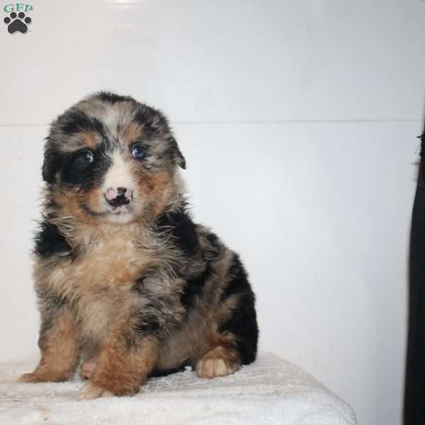 Majesty, Australian Shepherd Puppy