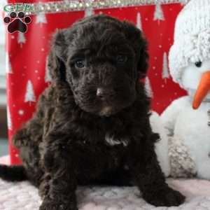 Jasper, Portuguese Water Dog Puppy