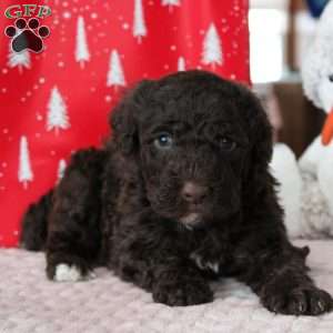 Jasper, Portuguese Water Dog Puppy