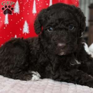 Jasper, Portuguese Water Dog Puppy