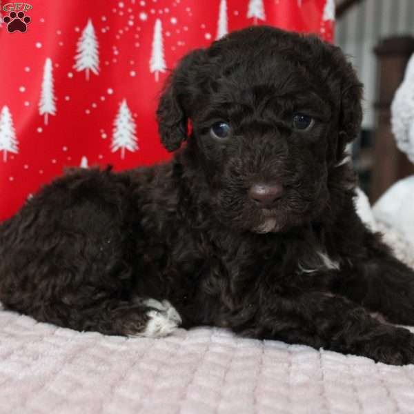 Jasper, Portuguese Water Dog Puppy