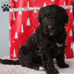 Jasper, Portuguese Water Dog Puppy