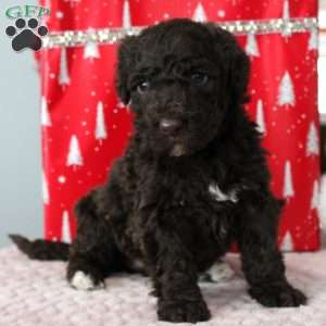 Jasper, Portuguese Water Dog Puppy